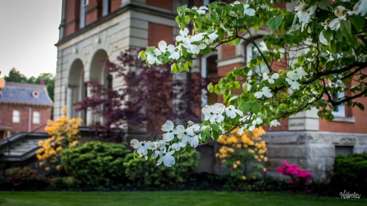 White Blossoms on a Tree in the Courthouse Yard